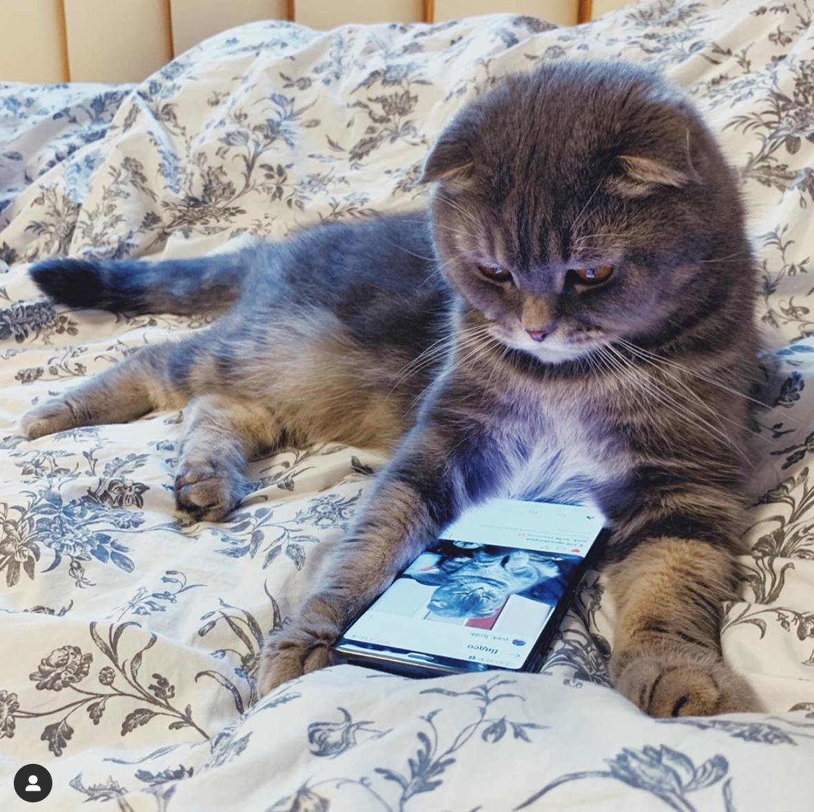 cat.