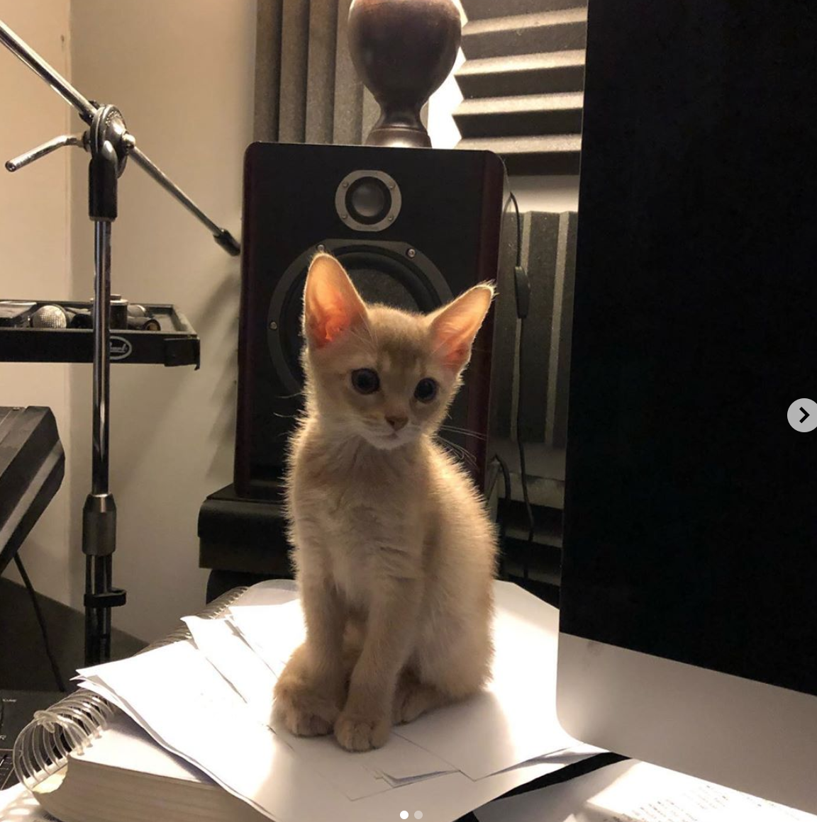 This is a picture of a cat